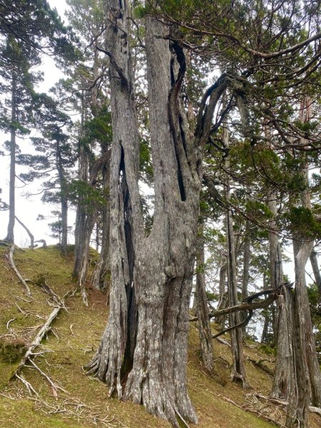 啟動高山度假模式~金牌三小隊之馬博橫斷8日2964951