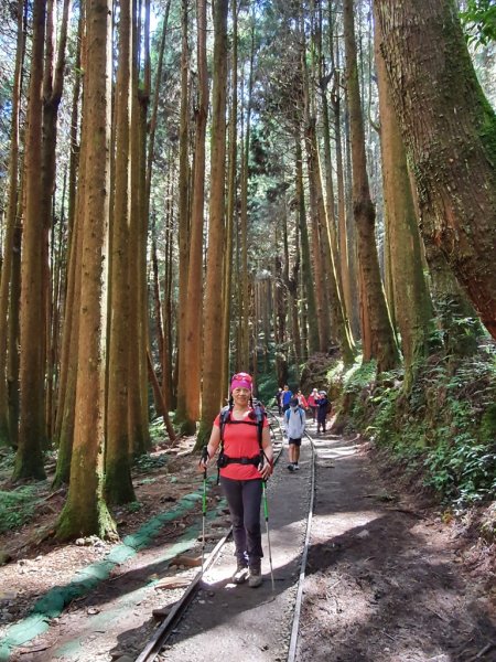 【阿里山】特富野古道1093709