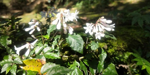 大屯自然公園，菜公坑山，巴拉卡山，逛逛趣1275491