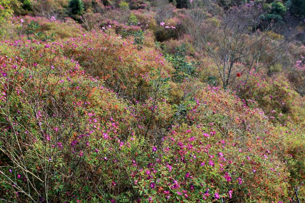 【臺南~楠西】梅嶺賞梅二~梅峰古道1247066