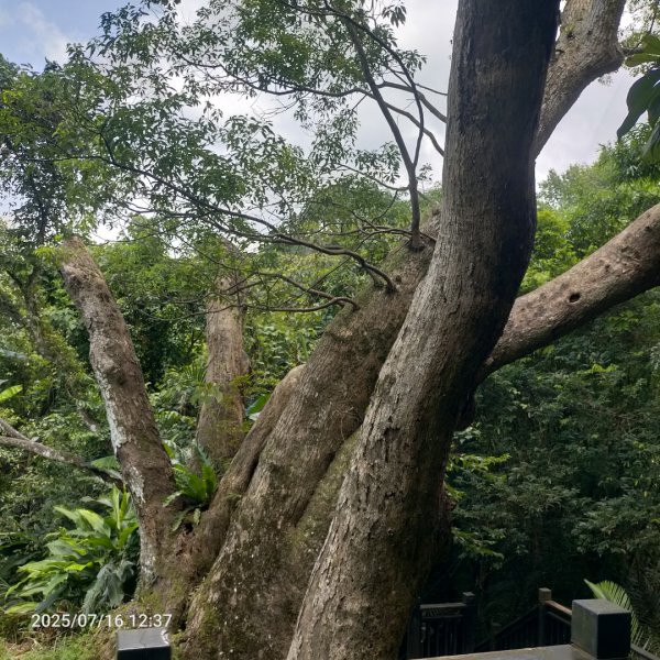 皮皮：六寮古道+獅山古道2838686