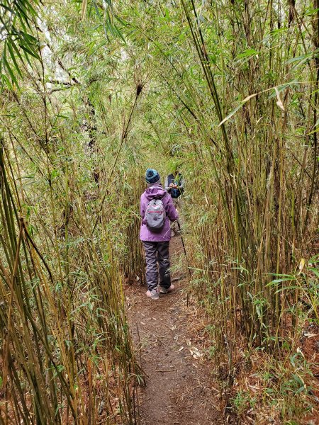 郡大碰碰車952503