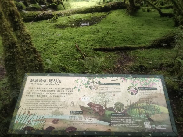 1150728太平山鐵杉林步道3096845