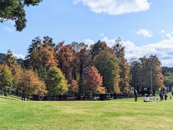 大湖公園。白鷺鷥山親山步道1960518