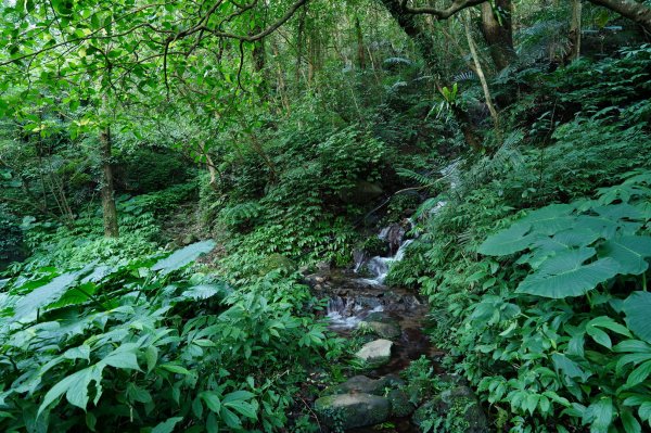 新北 萬里 鹿崛坪山、富士坪山、大尖山2353363