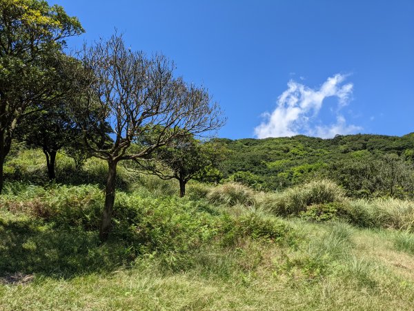 內寮古道竹篙山南峰1463142