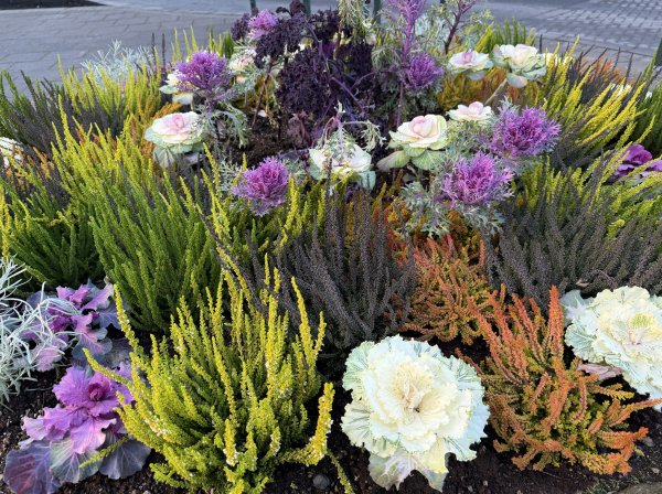 [紐約馬之行-20] 2025_1104 彩虹街2946297