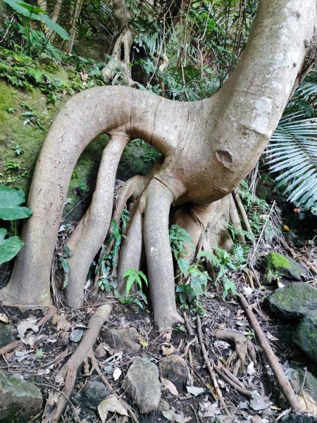 草山觀瀑吊橋-百年楓香巨木-草山水管支線-大屯瀑布-小隱潭瀑布2982761