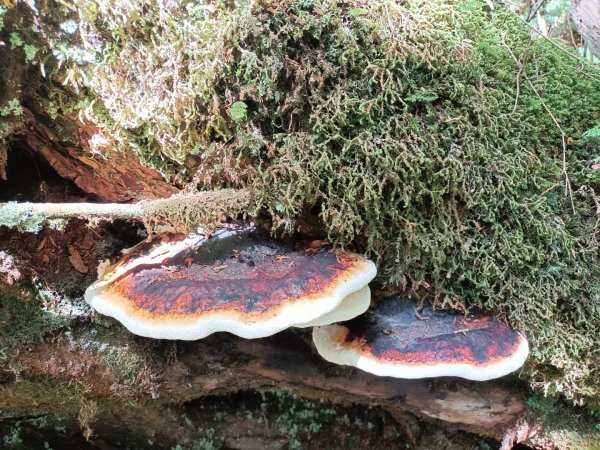 低陸山-嘎拉賀神木1765091