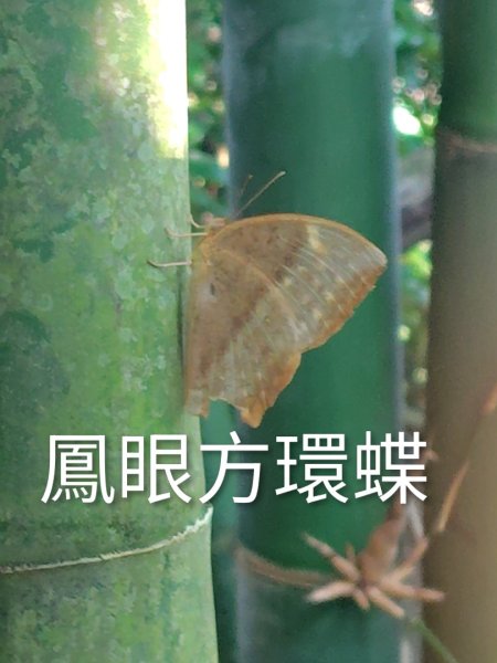 唐子恩山 廢棄油礦2919026