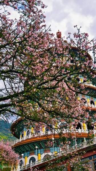 #綠繡眼 訪花 #吉野櫻 #天元宮 #楓樹湖 03162736756