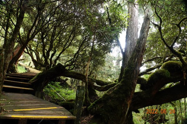 宜蘭 大同 太平山森林遊樂區 檜木原始林步道1743689