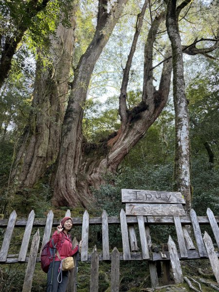鎮西堡巨木步道B區全段+A區部分3008513
