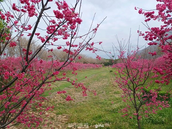 【台中后里】春日賞花。崴立機電櫻花公園2441580