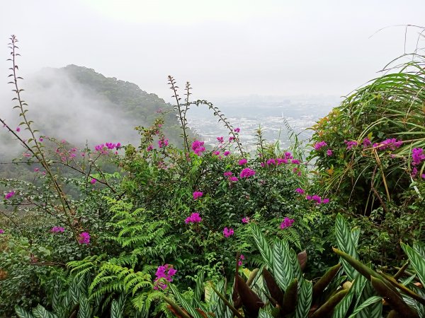 【小百岳集起來】花木扶疏、奇岩怪石的鳶山1287213