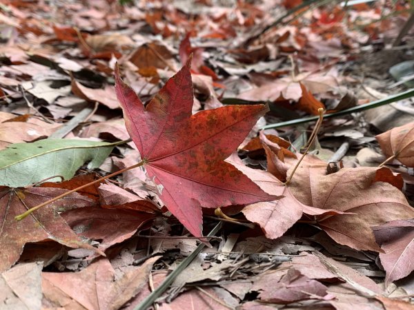 20260119高雄尾寮山(第24刷)2985568