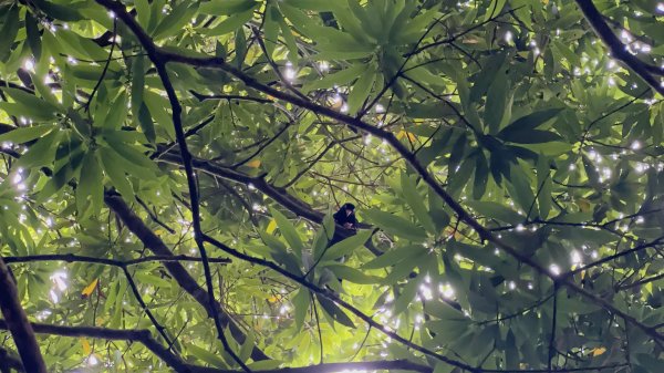 【行腳陽明山】七星山系三條經典步道，回歸最初山的記憶2185651