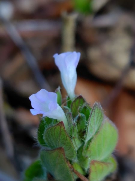 霧里乙部落-舊內文社-霧里乙山東北峰-霧里乙山-霧里乙南山-獅子頭山2766056