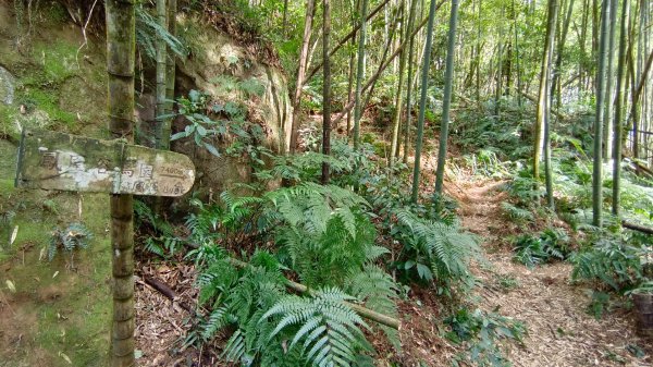 鳳凰山之溪頭逃票路線起登（南投小百岳）中部四大名山1579982