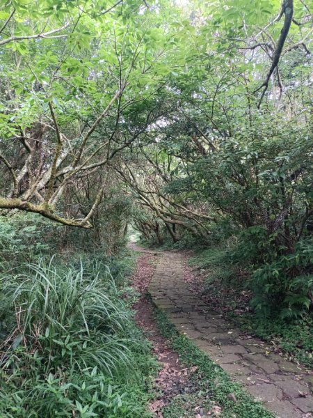 大屯群峰連走向天池，向天山，面天山1758949