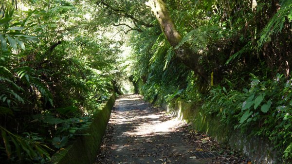 石荀尖登山健行趣(郊山)1562821