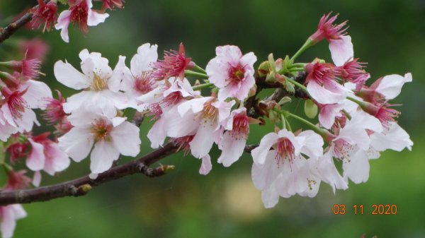 沒有意外，再度槓龜 !876567