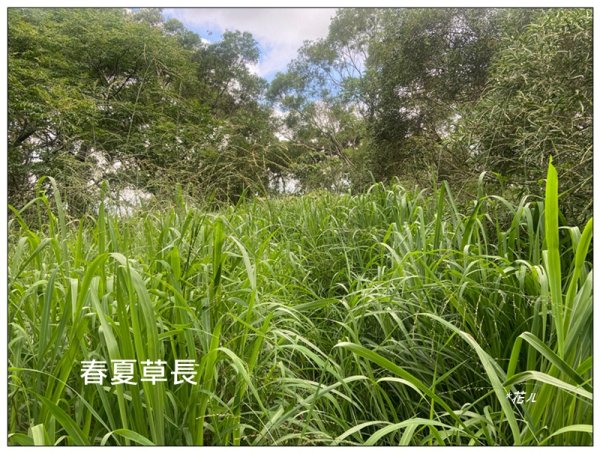 禁山 (苗栗/苑裡)2794875