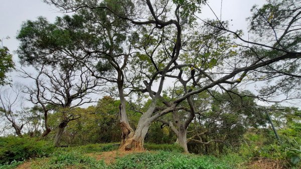 《新竹》城市微旅｜青青草原及香山濕地賞蟹步道202112121547106