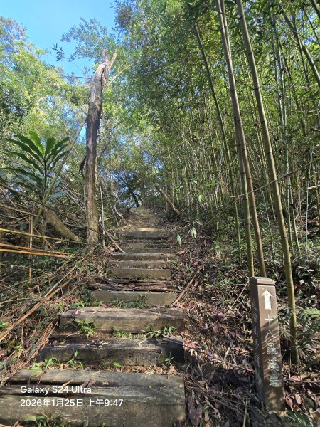 2026-01-25微笑山線：【天上山系】望月亭桐花段2988213