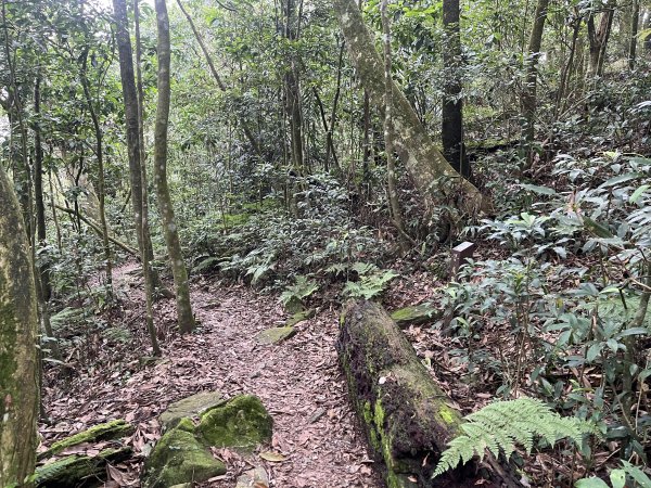 [屏步青雲 尋寶任務-02/10] 2024_0916 尾寮山登山步道2597405