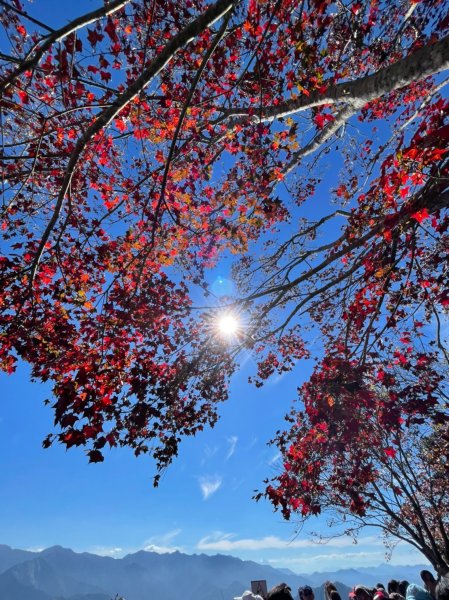 馬那邦山賞楓趣1549571