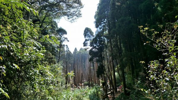 金柑樹山&忘憂森林步道20171023193194