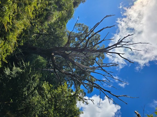 加里山（大坪登山口大O繞）2955451