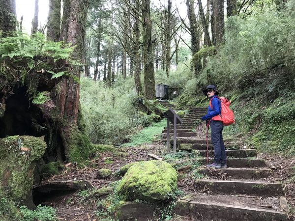 阿里山塔山步道133907