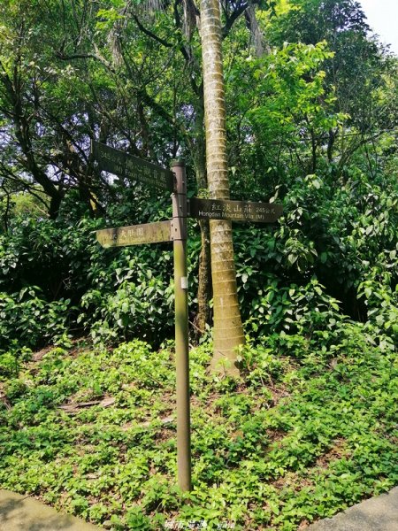 【基隆。仁愛】小百岳集起來。編號7小百岳~紅淡山步道1346380