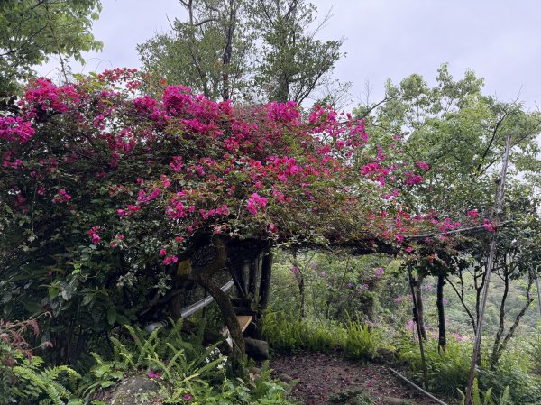 [微笑山線_第三段] 2026_0328 鳶山山系_福德坑山3025582