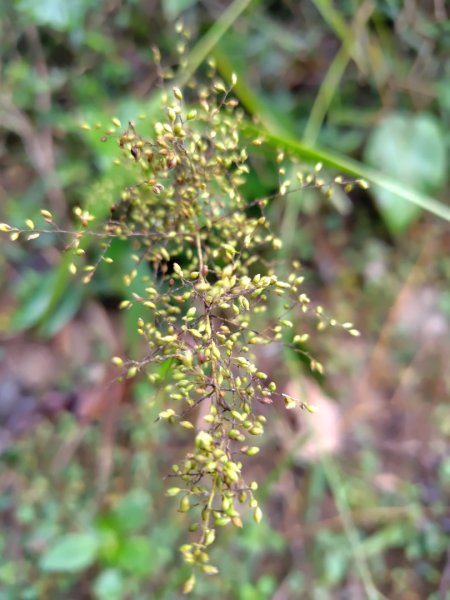 鳳鳴古道 鳳鳴山 南隘勇（南長城）古道 三湖山 八達嶺（龍骨）古道 綠色古道 延平古道2975115
