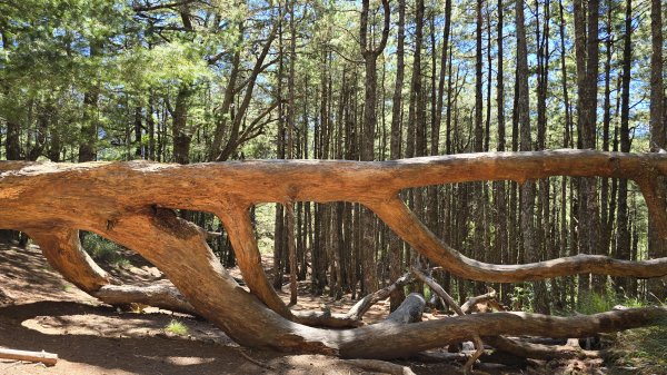 20251003-1006 南湖群峰四天6座百岳2919652