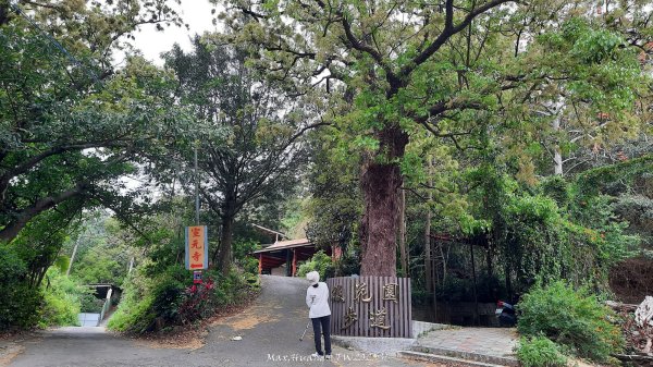 《苗栗》楓香林道｜頭份老崎古道（後花園步道）202503292748845