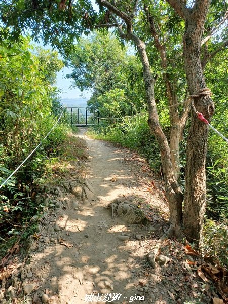 【雲林林內】台灣百大必訪步道。 龍過脈森林步道1952044