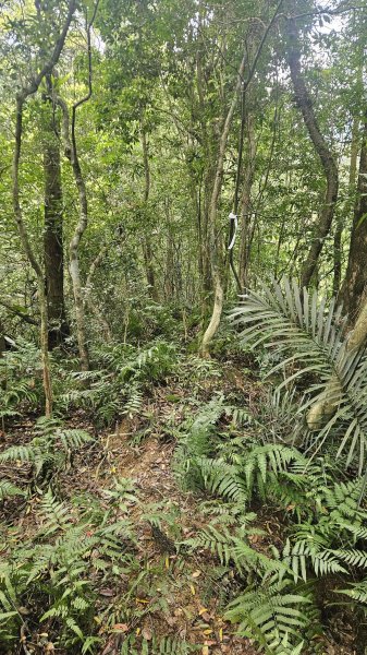 20260323后番仔坑山-內平林山-新路尾山-頂坑山-三貂嶺中心點3023703