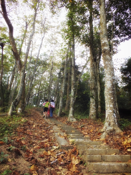 苗栗--薑麻園步道7467