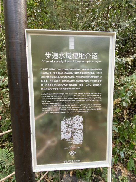 《雪山坑登山步道｜巨人之手森林秘境 Xueshankeng Hiking Trail & Giant2971106