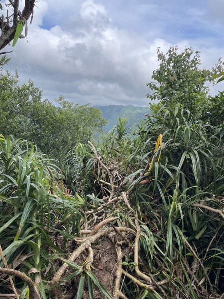 蛇子形古道2511202