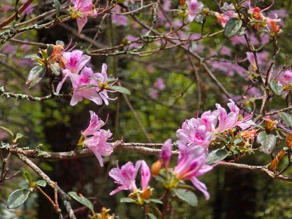 四大鳥山之首小劍山2773954
