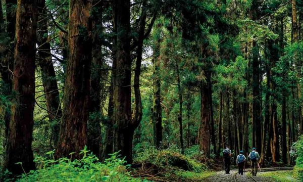 【山林】走進阿里山，療癒師領路，找到與森林共處的姿勢！