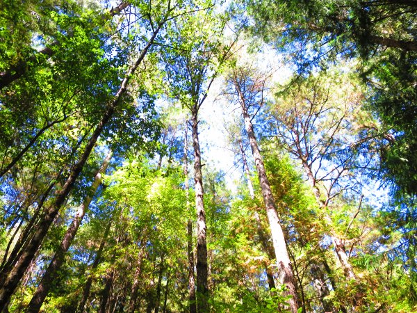 如童話般的森林步道-武陵桃山瀑布步道1190733