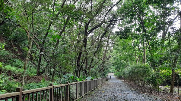 《彰化》玉蘭花香｜赤水崎公園步道及松柏坑山202308062241242