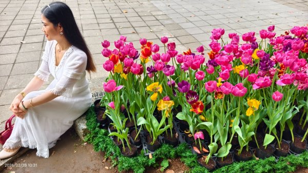 #士林官邸 #鬱金香 #中正紀念堂 #大漁櫻 2/283007882