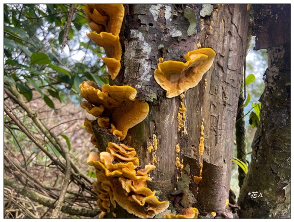大克山 南稜線A上B下 (卓蘭最高峰)2825472